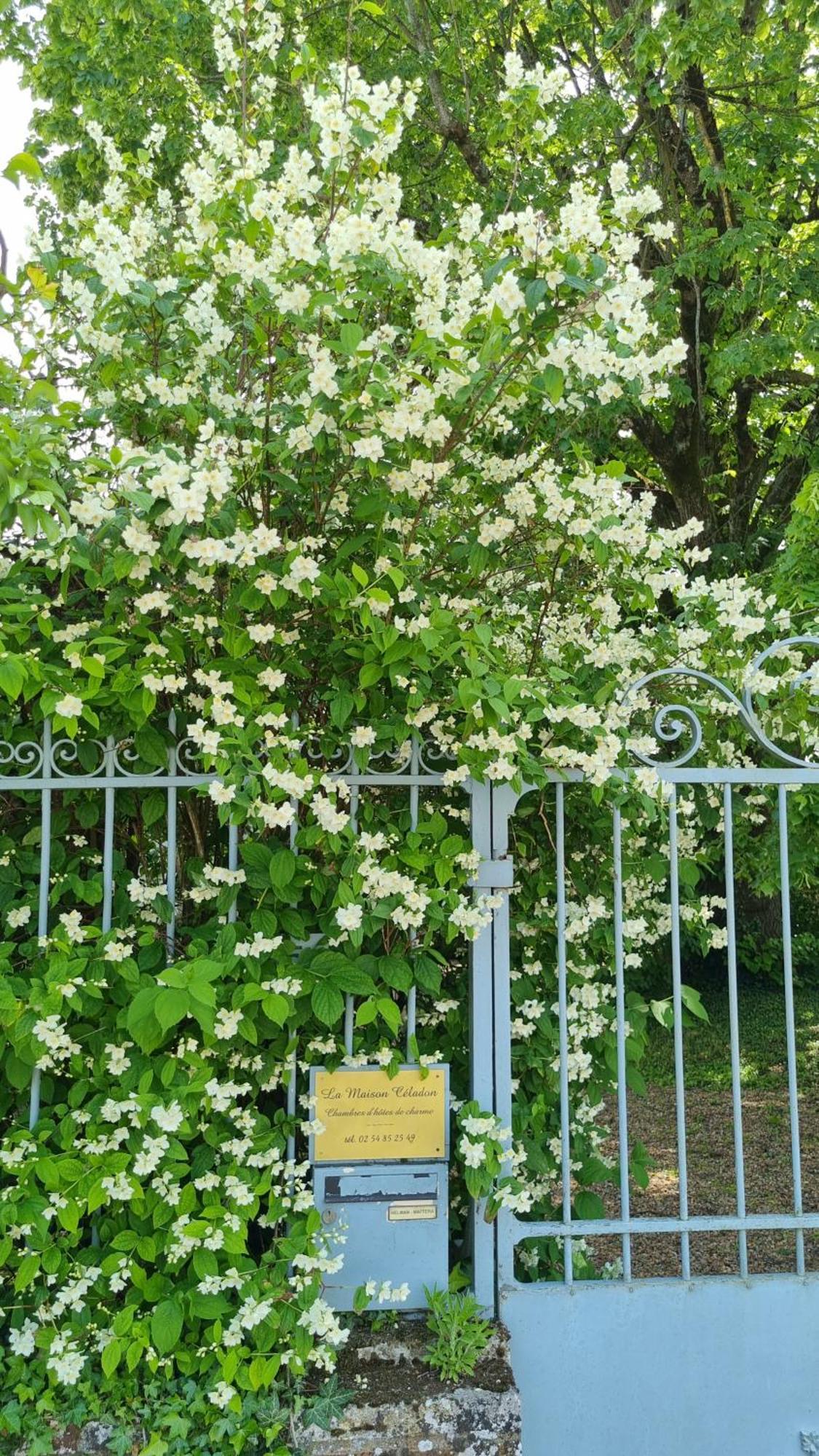 La Maison Céladon Prunay-Cassereau Esterno foto
